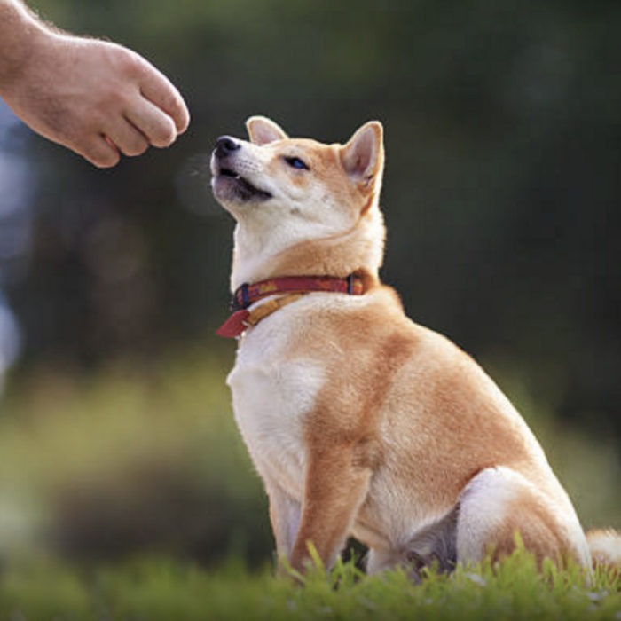 sharing is caring 中文