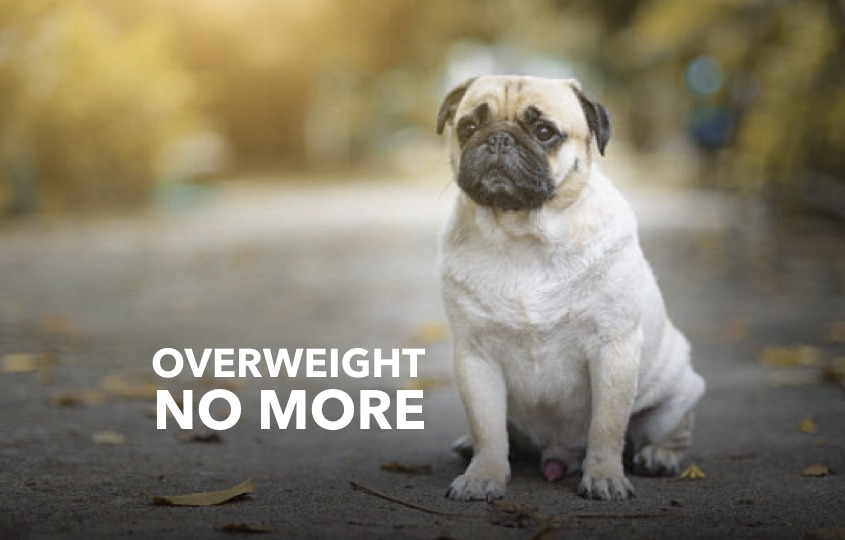 5 simple ways to help your dog lose weight healthy hellodog