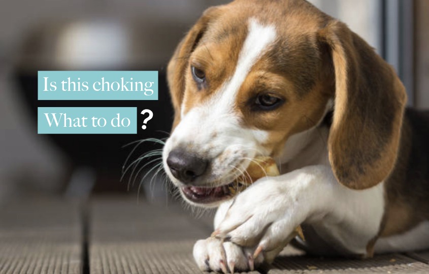 【Video】What to do when your dog is choking? hellodog