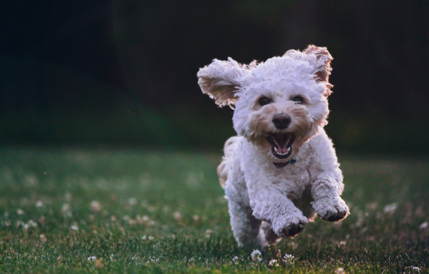 How to manage an overly excited dog