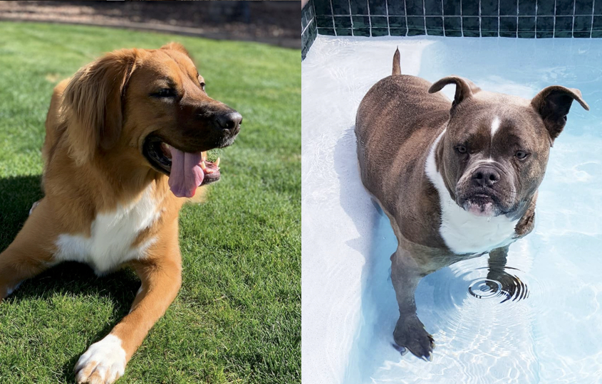 Fun Quiz Guess the dog breed mix