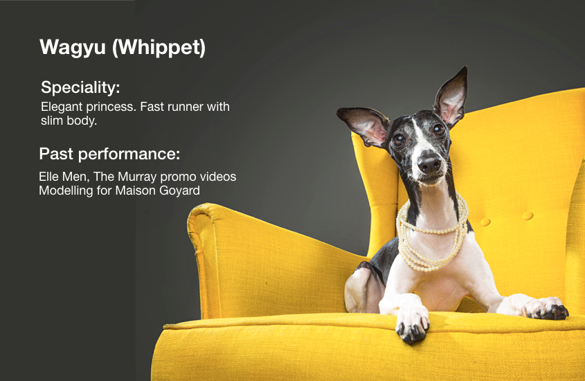 Pet Model Management & KOL Marketing Services hellodog