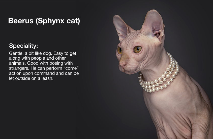 Pet Model Management & KOL Marketing Services hellodog