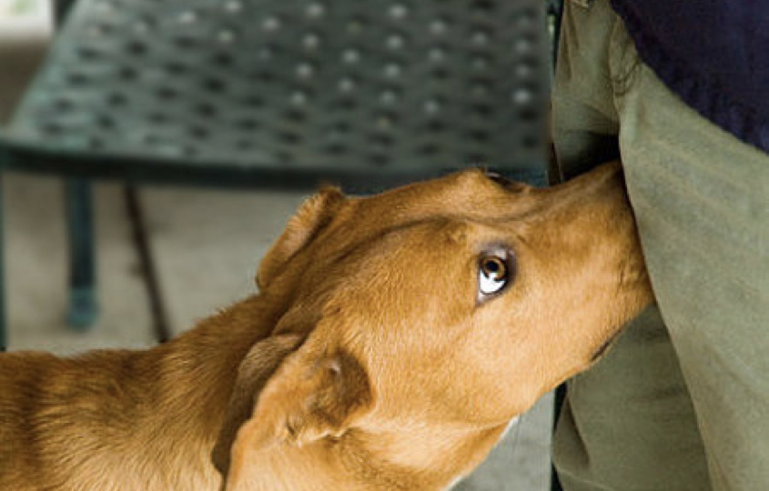 Why Do Dogs Smell Human Crotches and Butts?
