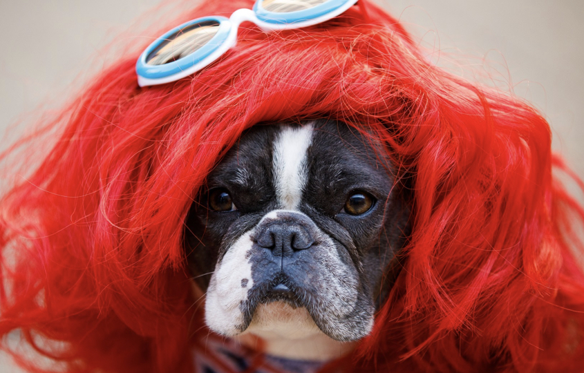 Amazon, the most dogfriendly workplace, makes every day “bring your