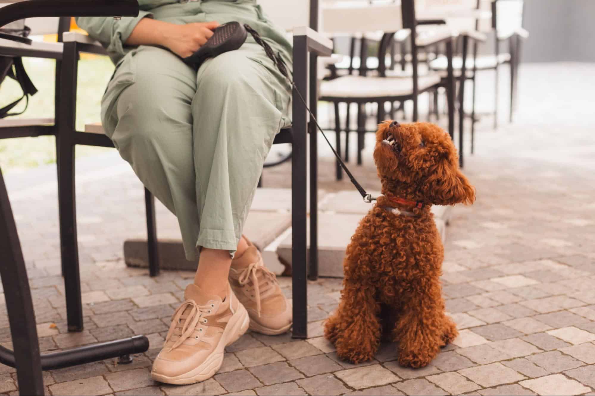Top DogFriendly Places in Chicago Landing