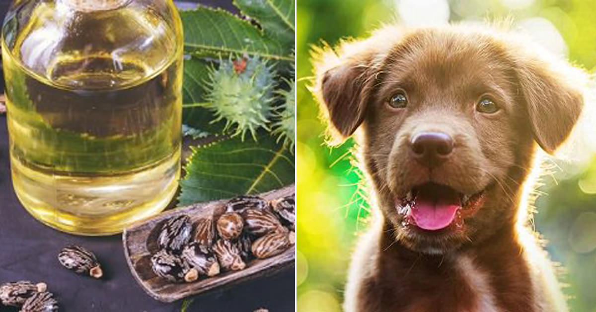 Is Castor Oil Safe for Dogs Castor Oil For Dogs Hello Lidy