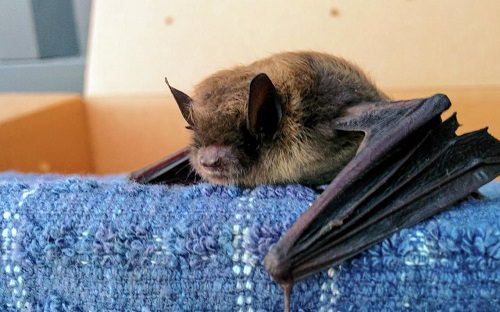 How Do Bats Get in the House Bats Prevention Tips Hello Lidy