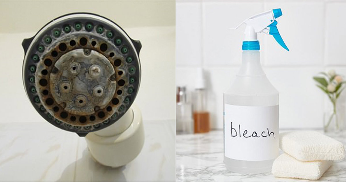 How to Clean a Shower Head With Bleach Hello Lidy