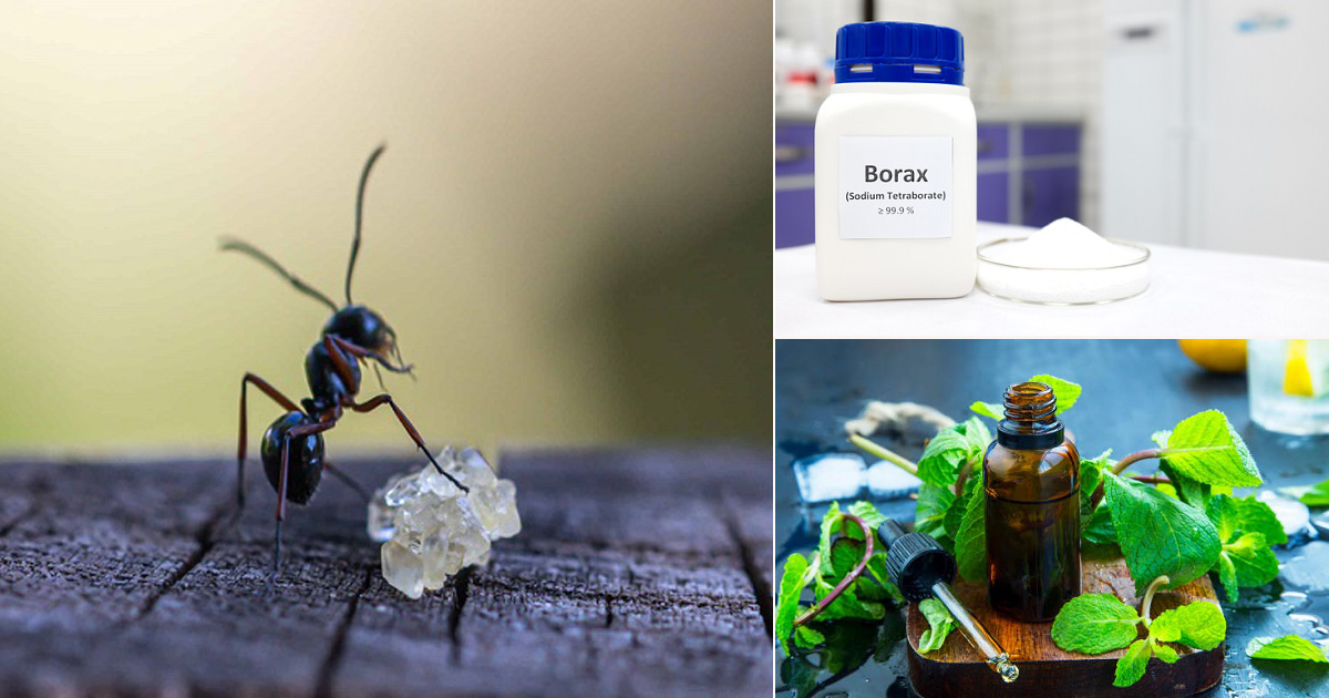 How Do You Get Rid Of Sugar Ants Sugar Ants Elimination Hello Lidy