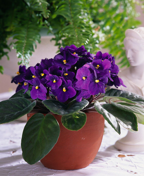 13 Awesome Indoor Plants with Purple Flowers Hello Lidy