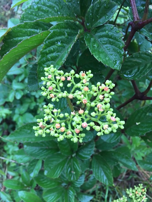 8 Flowers That Look Like Grapes Hello Lidy