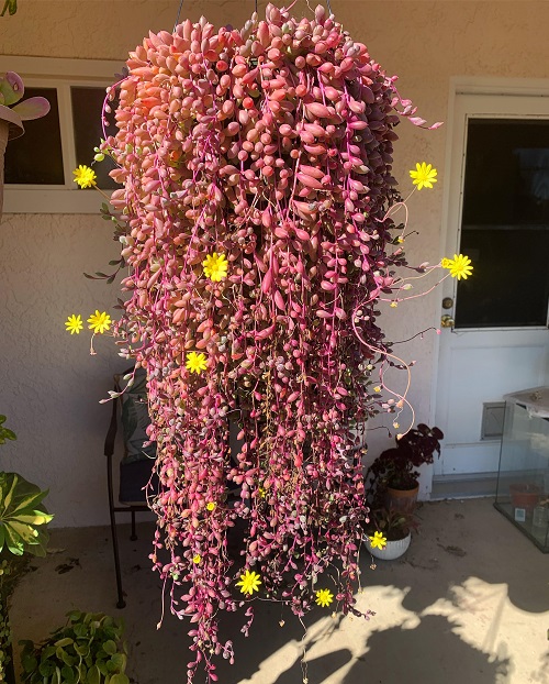 20 Succulents With Long Stems Succulent Plants that Grow Long Stems