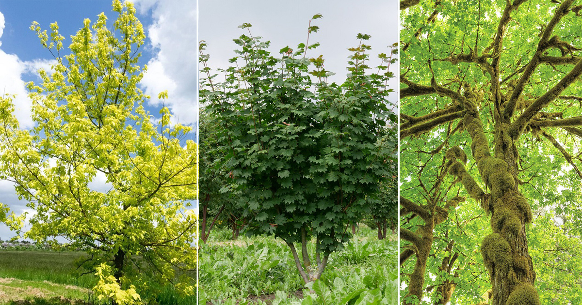 6 Types of Maple Trees in Washington State Hello Lidy