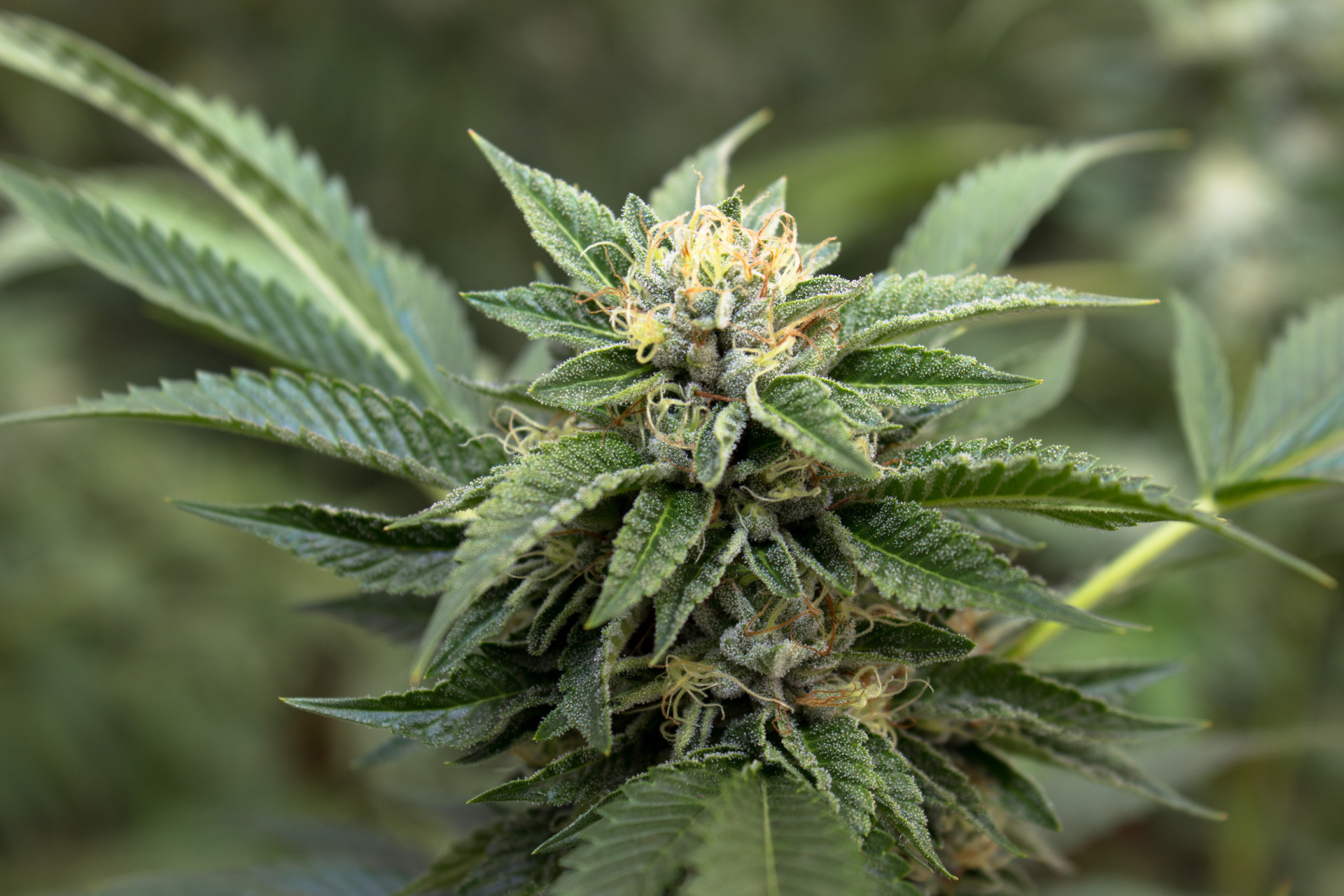 A Beginner’s Guide to Growing Marijuana at Home HelloMD