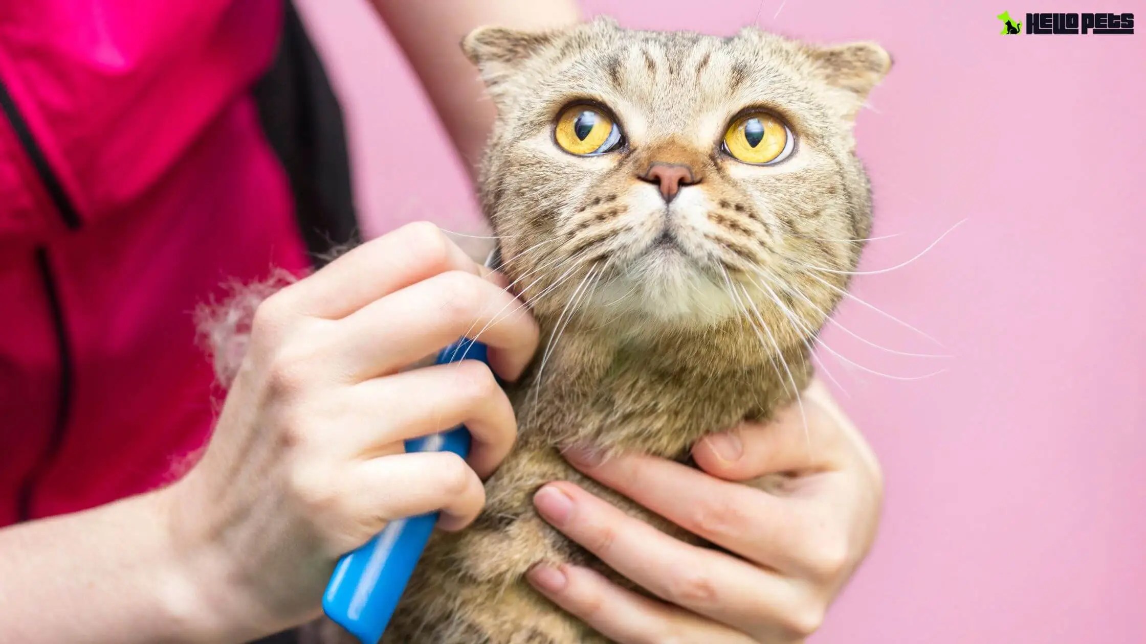 Cat Shedding Solutions Effective Cat Fur Management Strategies