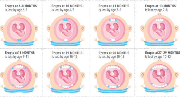 Age Guidelines - hellosmile | Pediatric Dentist | Orthodontist | NYC