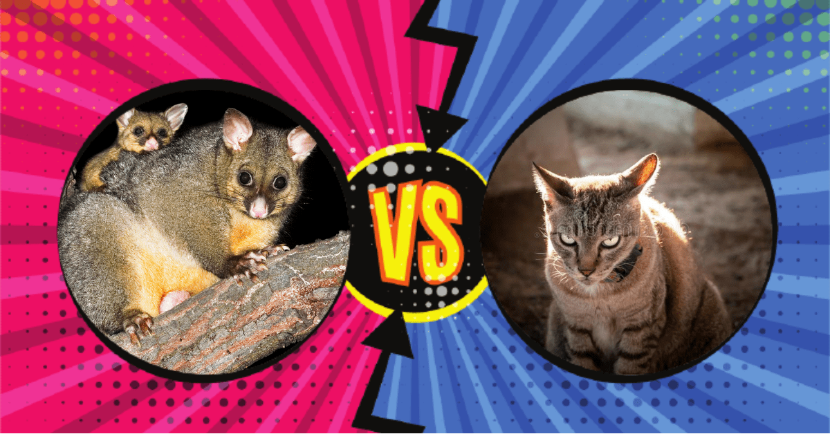 DYOR Decides Cat Vs Possum Hello Sport