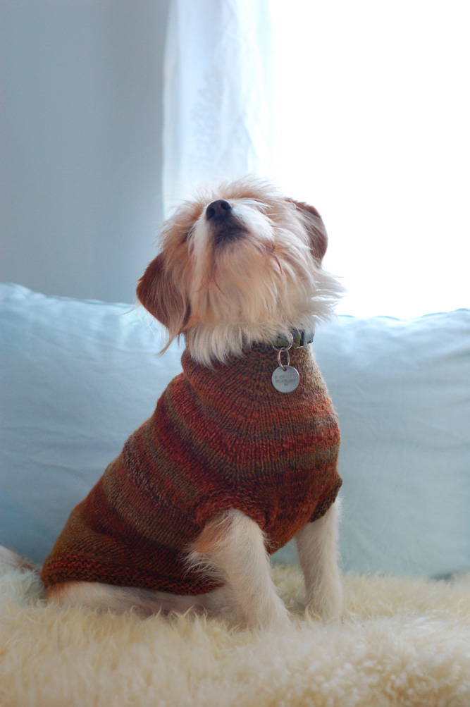 Dog Sweaters Hello Yarn
