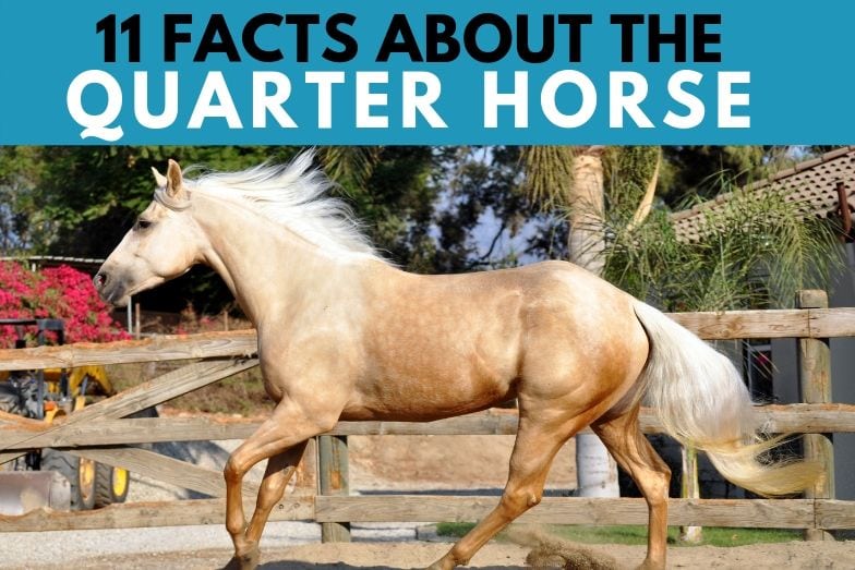11 Interesting Facts about the Quarter Horse Helpful Horse Hints
