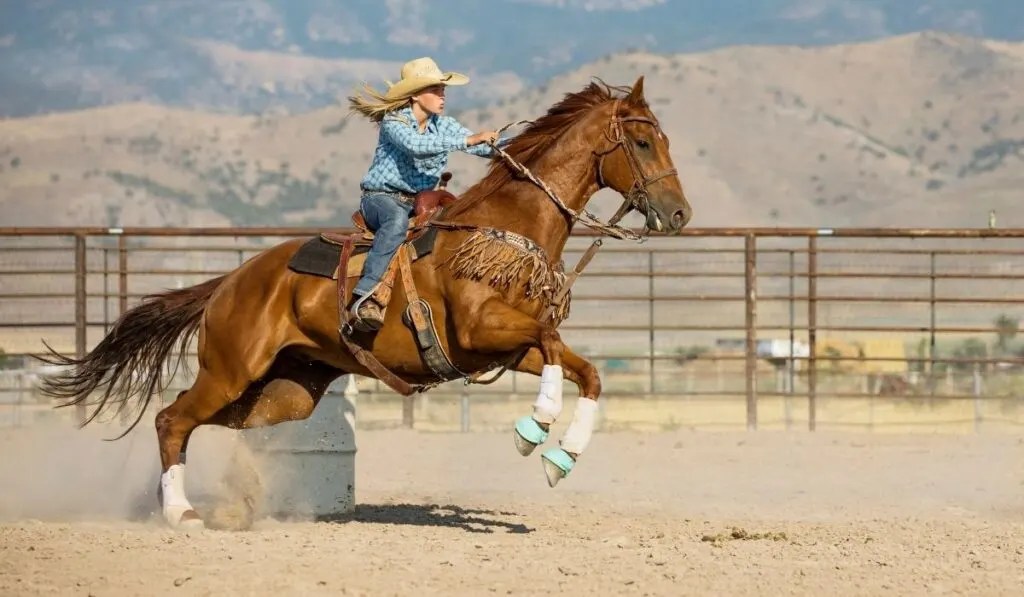 Best Barrel Racing Horse Breeds Helpful Horse Hints