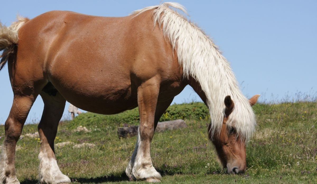 11 Stunning French Horse Breeds Helpful Horse Hints