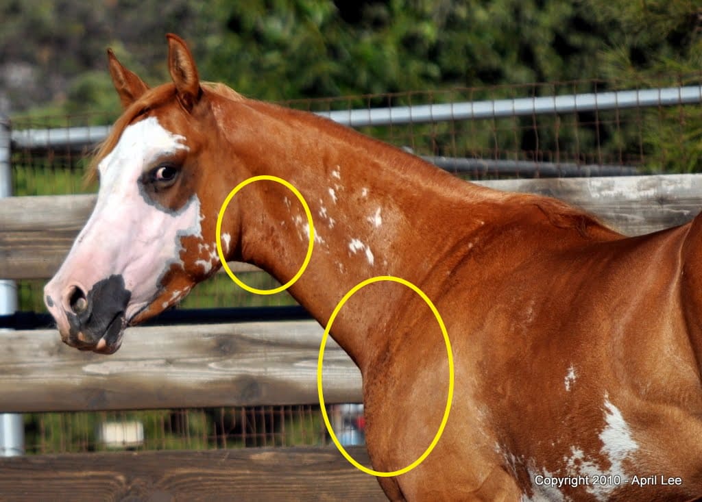 11 Reasons Horses Lose Hair and What You Can Do About It Helpful