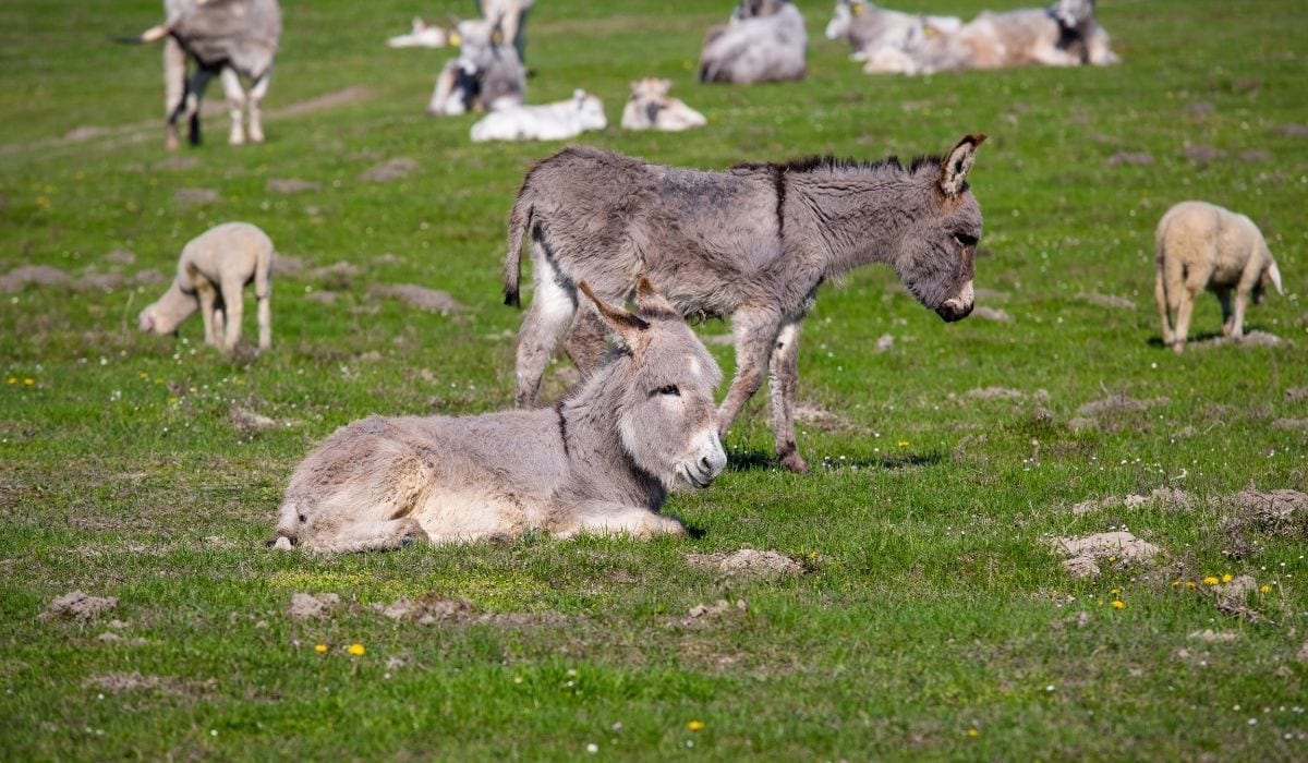 Can Donkeys Eat Pumpkin? Helpful Horse Hints