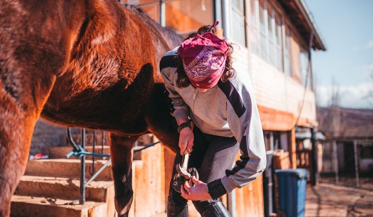 How Much do Farriers Make Helpful Horse Hints