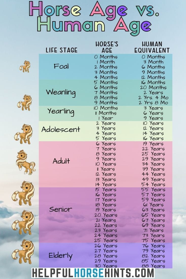 Average Lifespan of Horses and Ponies with Chart Helpful Horse Hints