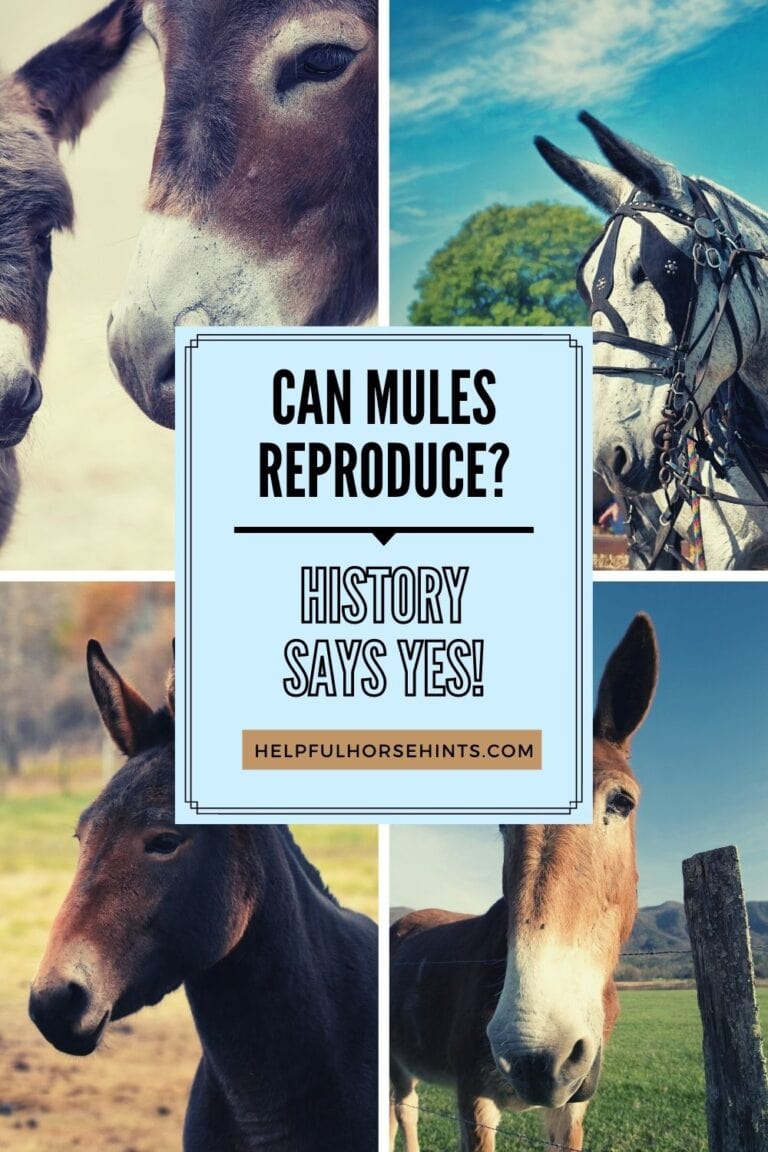 Can Mules Reproduce? History Says Yes! Helpful Horse Hints