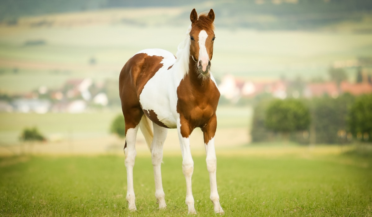 A Look at Pinto Horse Breeds Helpful Horse Hints