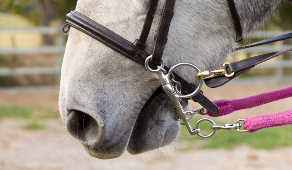 17 Types of Bits for Horses Helpful Horse Hints