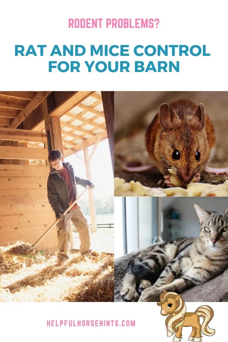 Controlling Rodents Rat and Mice Control for Your Barn Helpful Horse