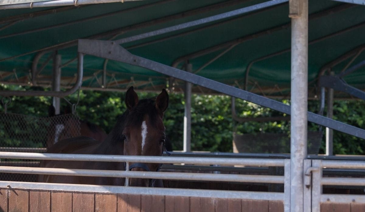 Horse Hot Walker Types, Prices, Uses & Safety Helpful Horse Hints