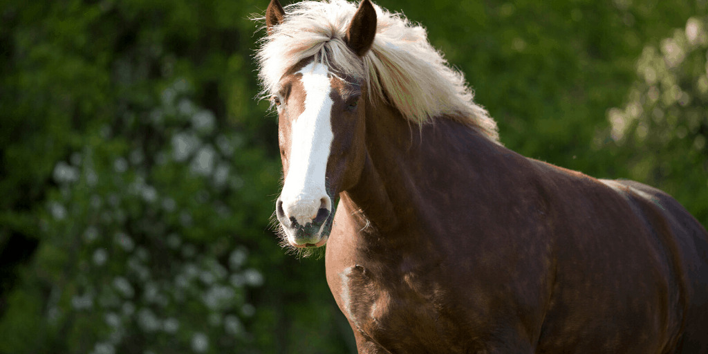 7 Different Types Of Horses Including Most Popular Horse Breeds Helpful Horse Hints