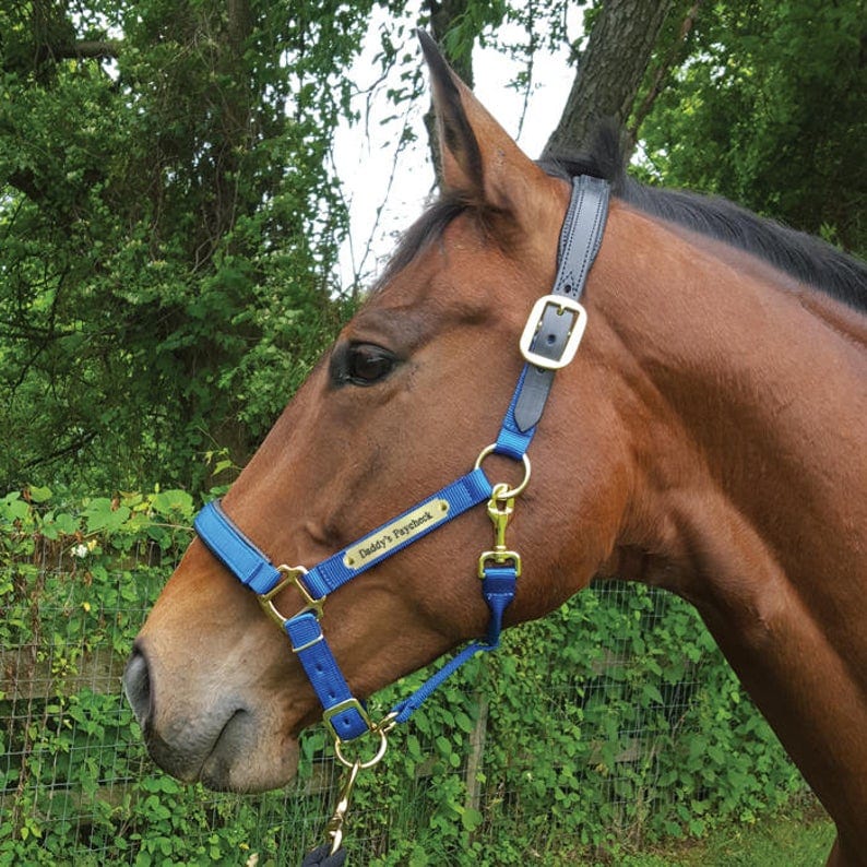 7 of the Most Awesome Personalized Horse Halters on the  Helpful Horse Hints