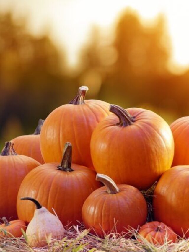 Pumpkin for Horses Facts, Recipe and Nutrition Helpful Horse Hints