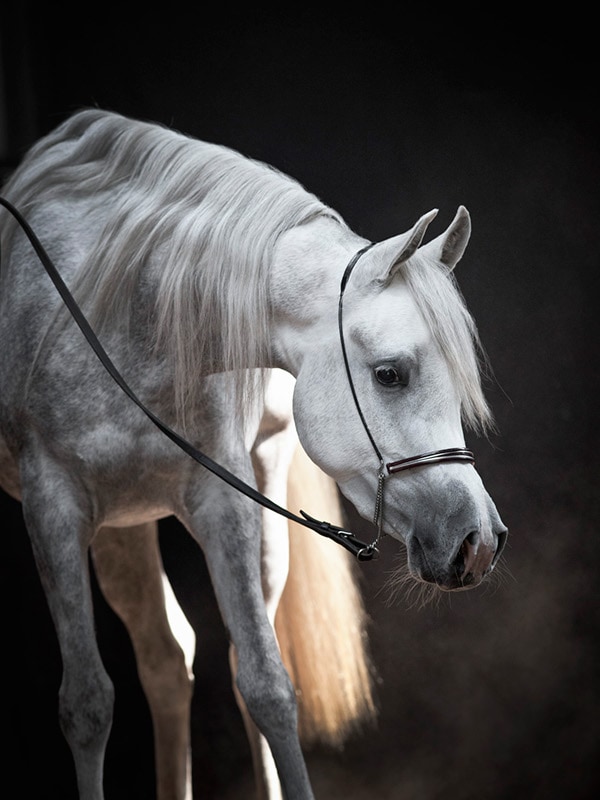 6 Main Types of Purebred Arabian Horses Helpful Horse Hints