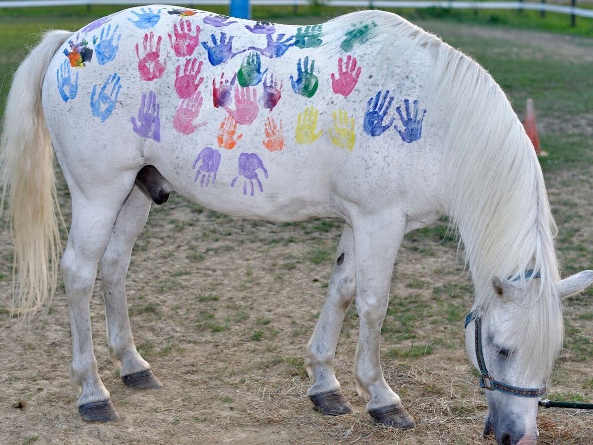 Choosing a Safe Paint to Use to Decorate Your Horse or Pony Helpful