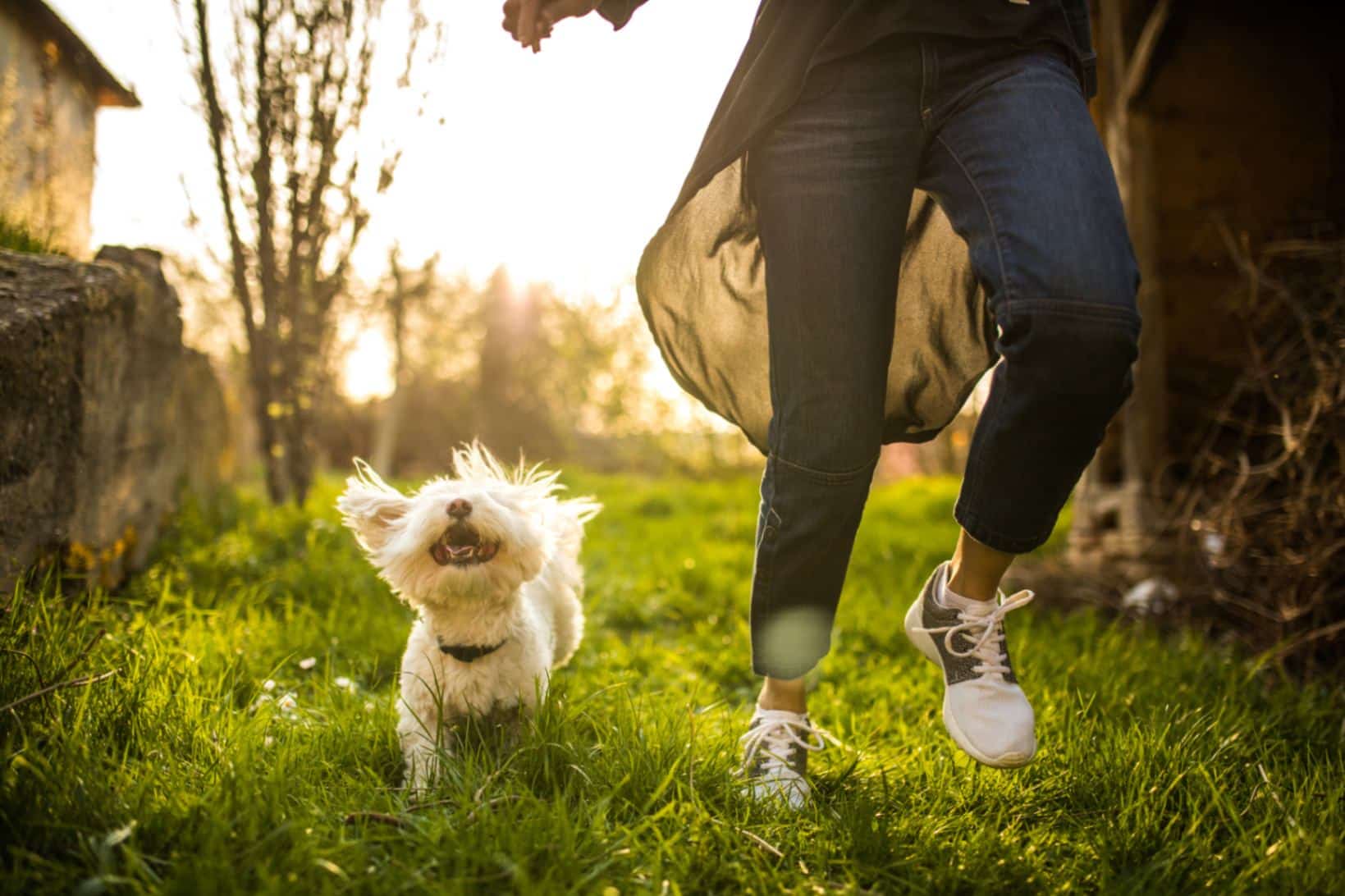 Can Dogs Get Used To Wearing Shoes