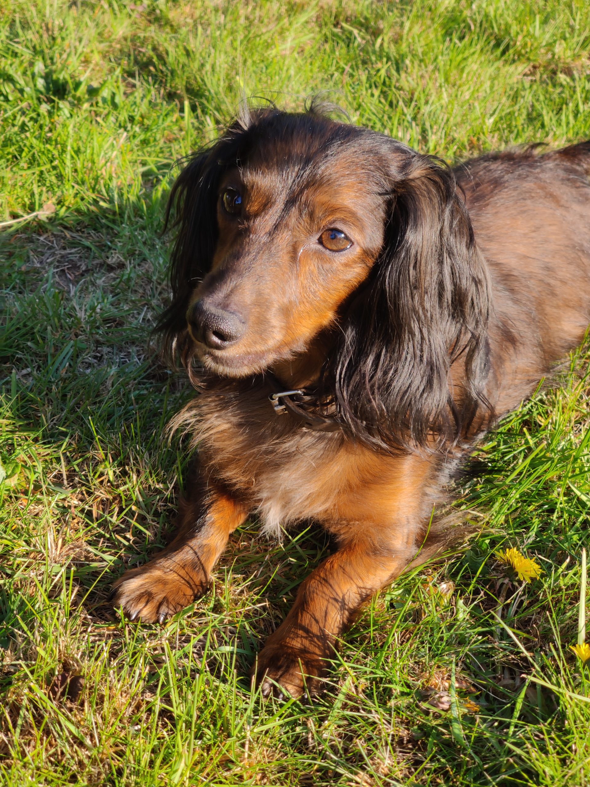 Juul Vzw Helping Dogs