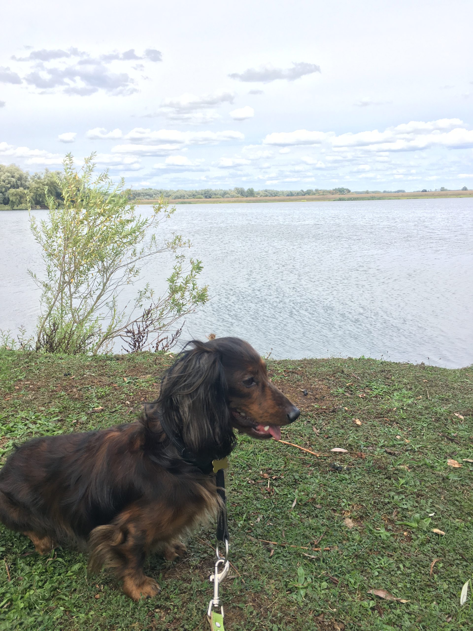 Juul Vzw Helping Dogs
