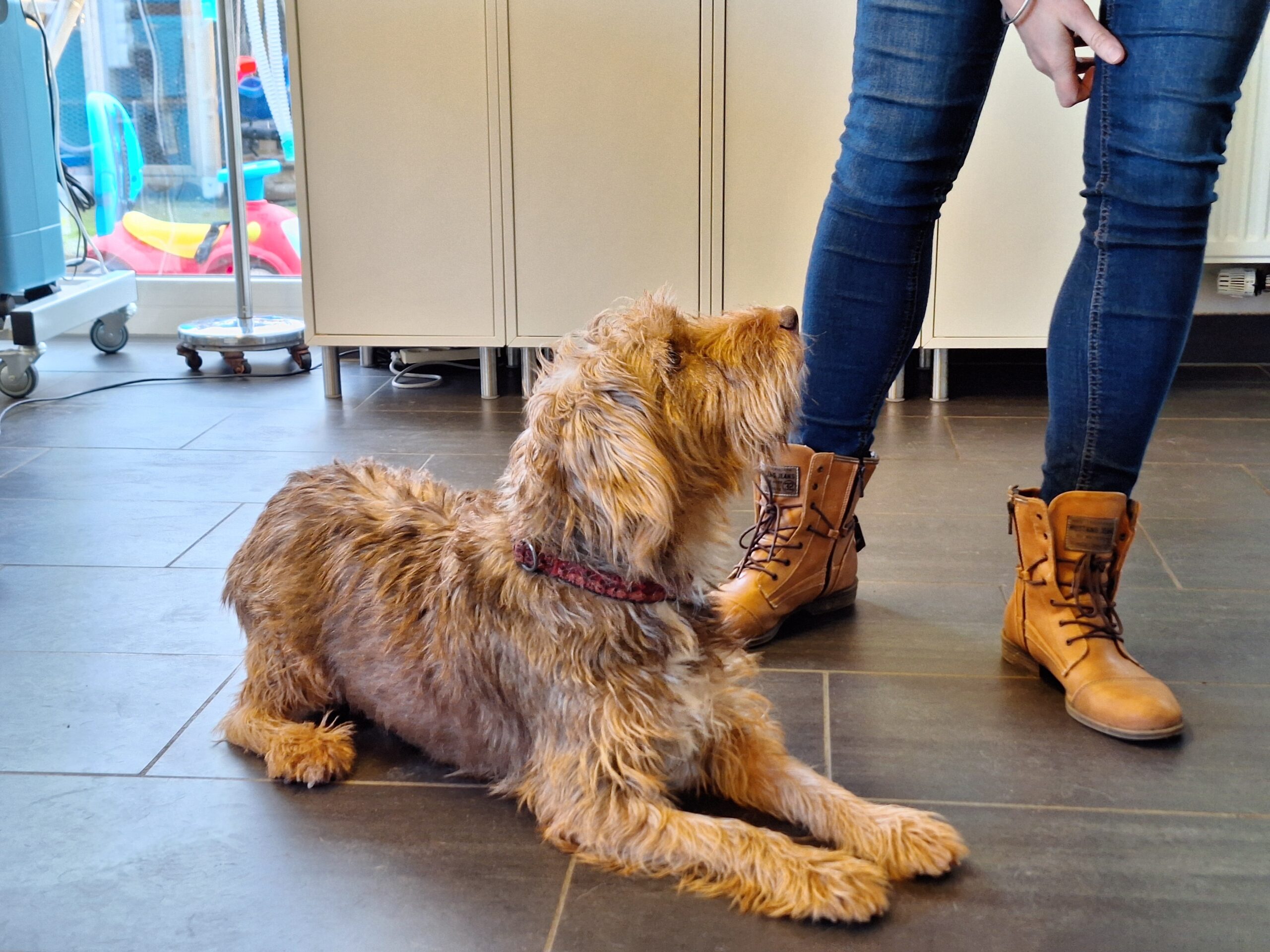 Wifi Vzw Helping Dogs