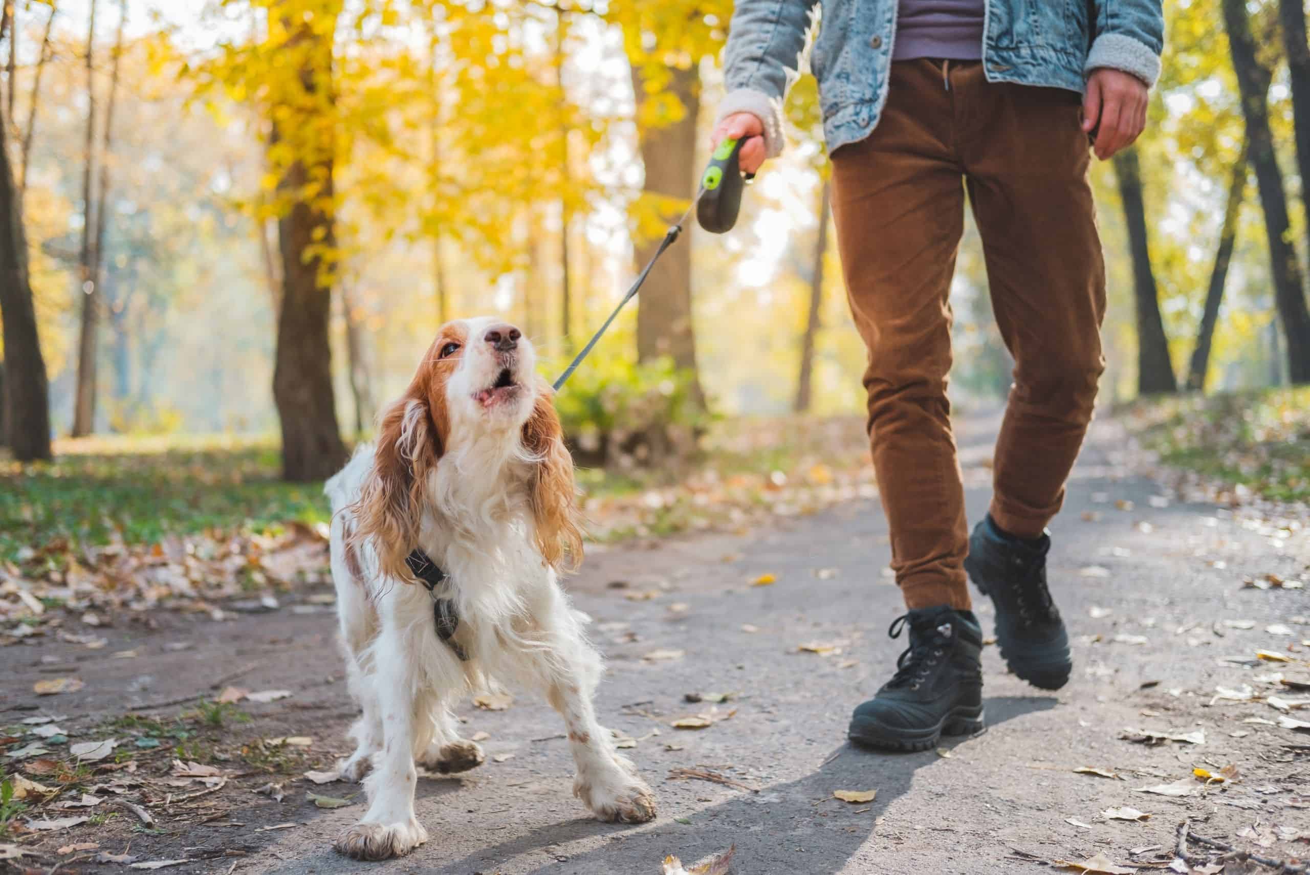 How to get your dog to stop barking at people