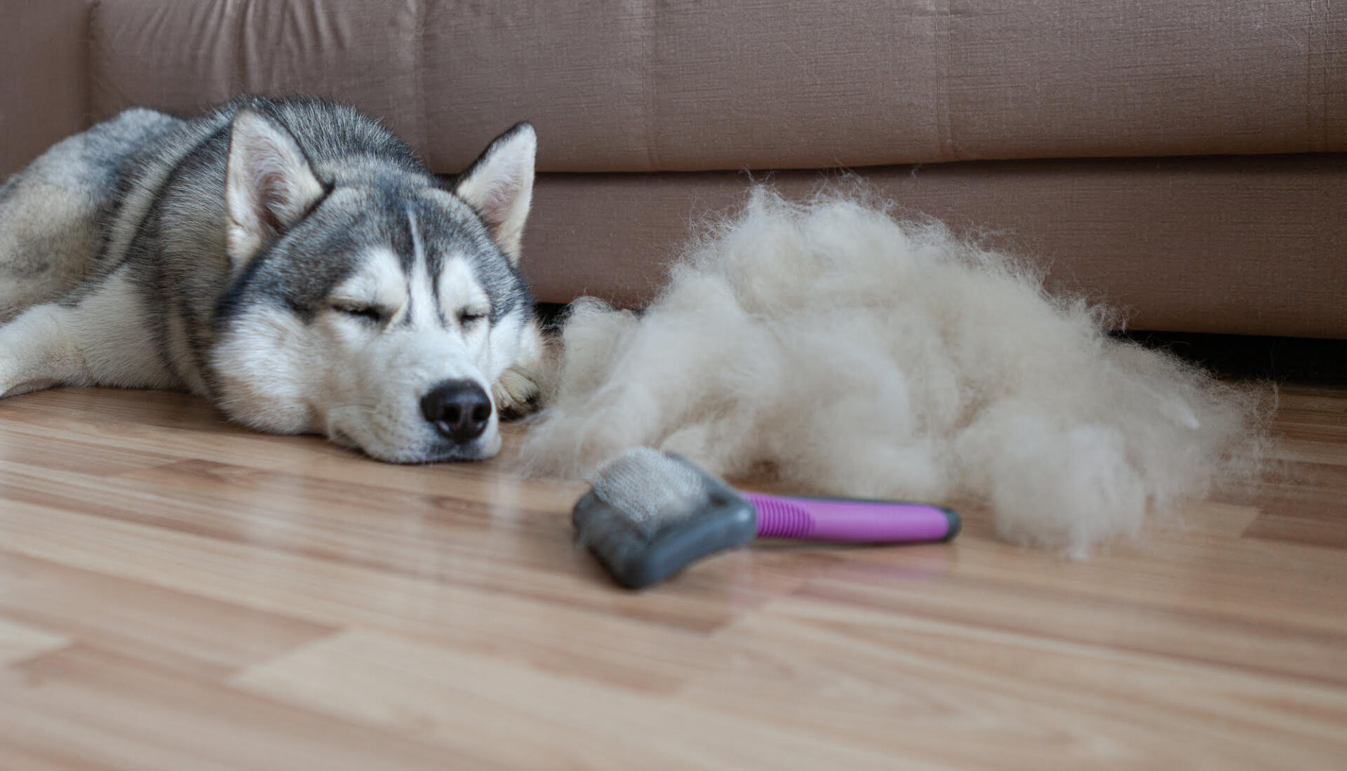 5 tips to reduce dog shedding and dog smell in your home