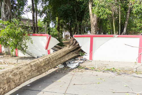 Improperly Maintained Trees Holliday Karatinos Law Firm. Call Now.