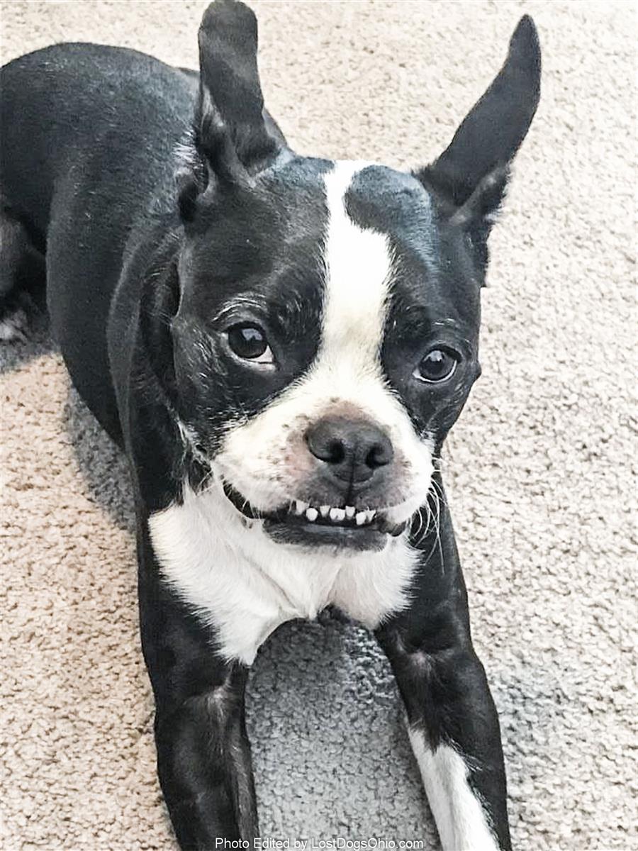 earlkdesign2 What Age Do Boston Terriers Get White Hair