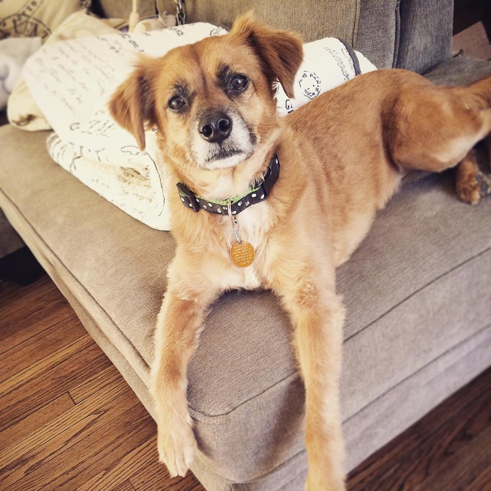 Lost, Missing Dog Mix Los Angeles, CA, USA 90065 on December 24, 2014)