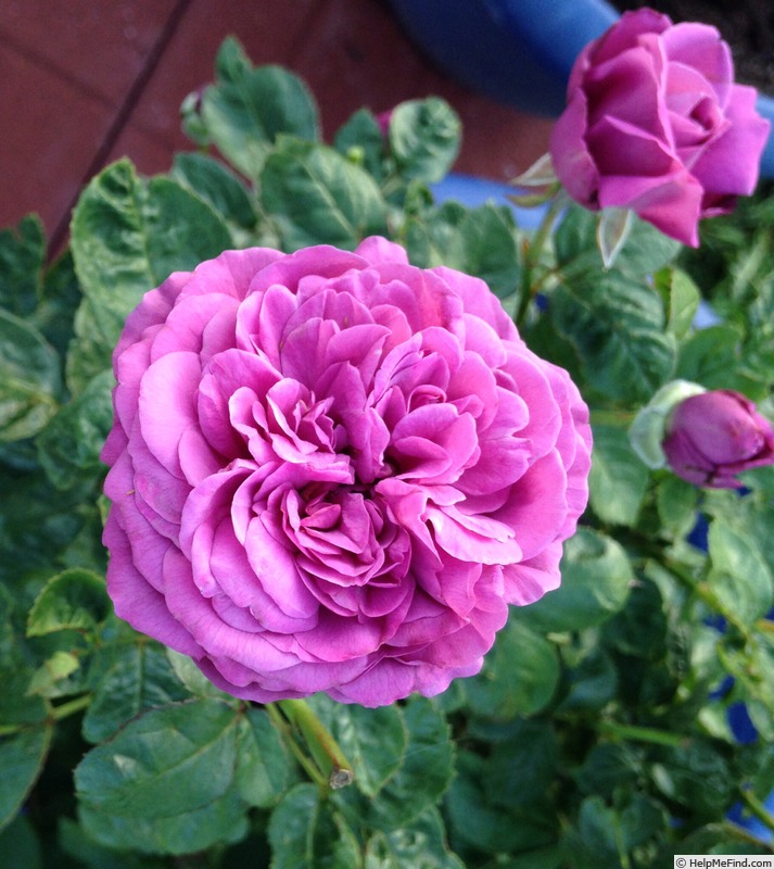 'Plum Perfect ™' Rose
